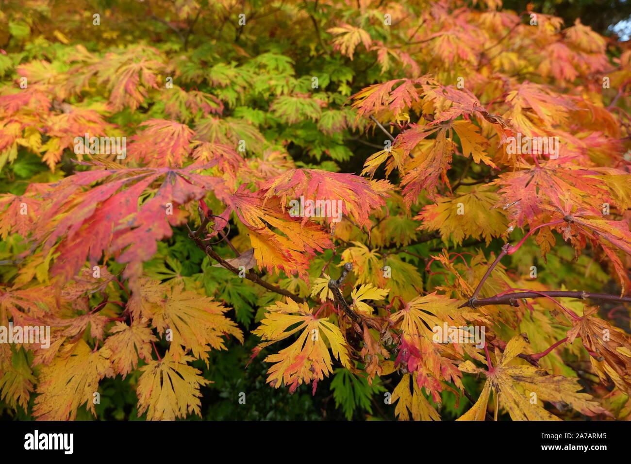 Acer japonais coloré au Mt Congreve Estate, Waterford, Irlande Banque D'Images