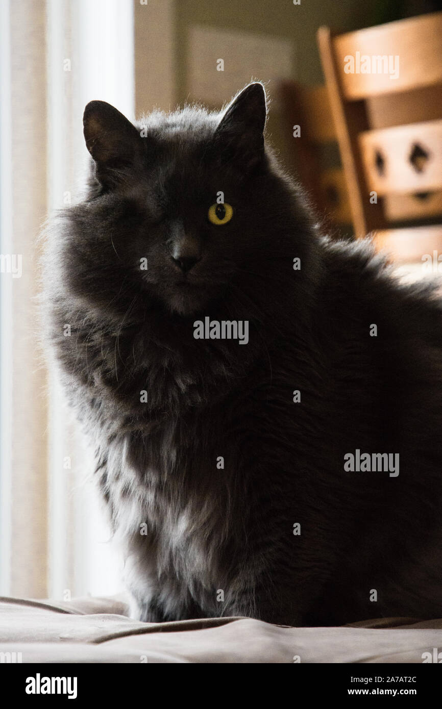 Un chat gris aux yeux bleus à la verticale, l'appareil photo au sérieux portrait Banque D'Images