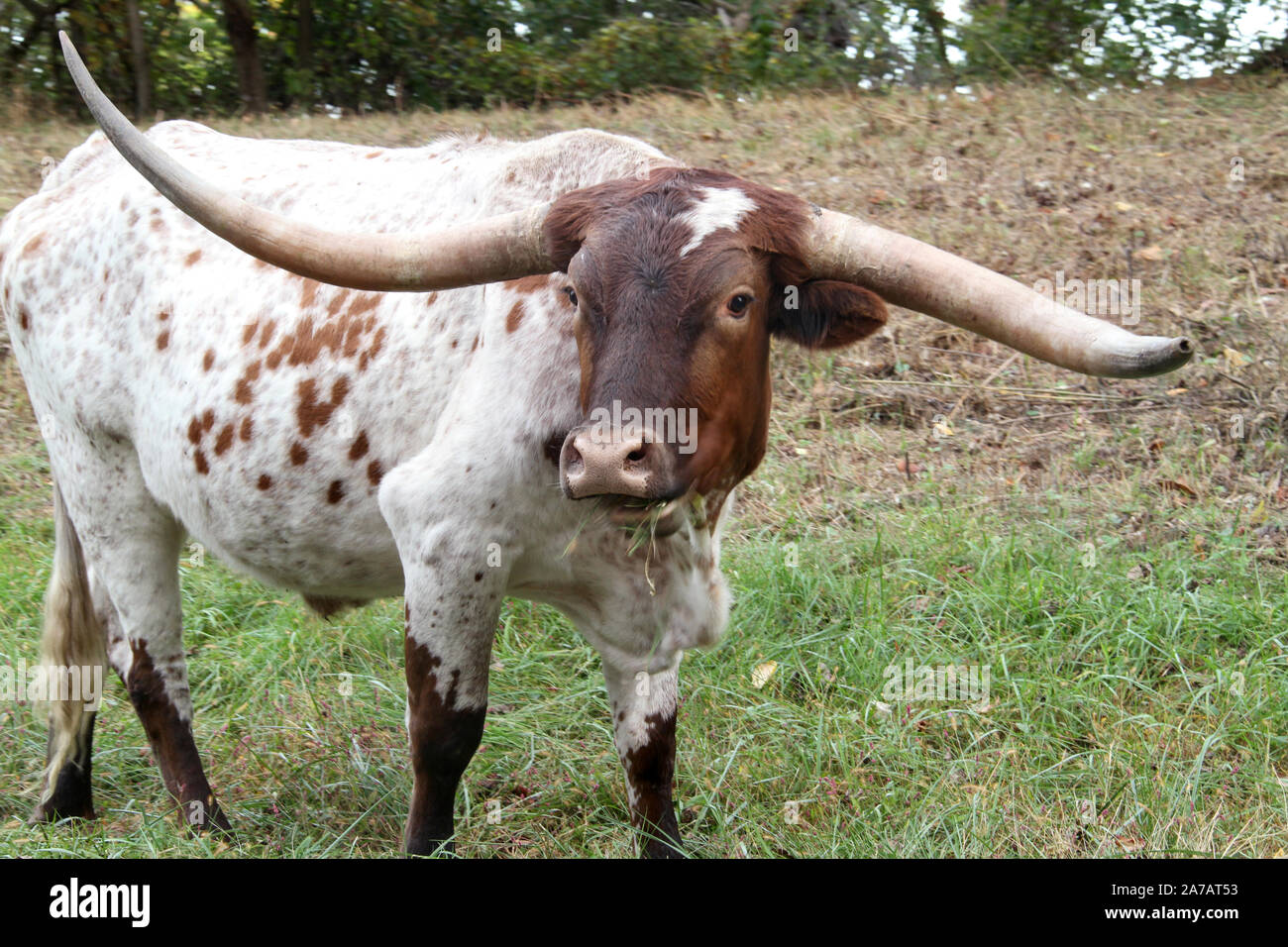 Un pâturage vache Texas Longhorn Banque D'Images