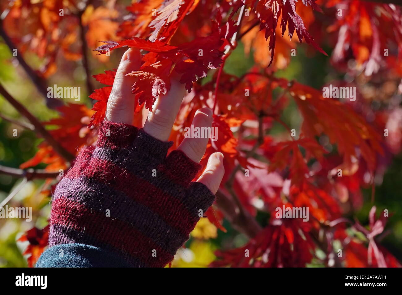 Boothbay, ME / USA - 19 octobre 2019 : le port de gants sans doigts précairement touche le feuillage automne coloré Banque D'Images