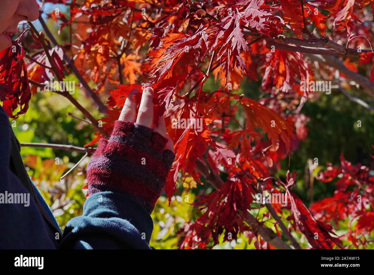 Boothbay, ME / USA - 19 octobre 2019 : le port de gants sans doigts précairement touche le feuillage automne coloré Banque D'Images