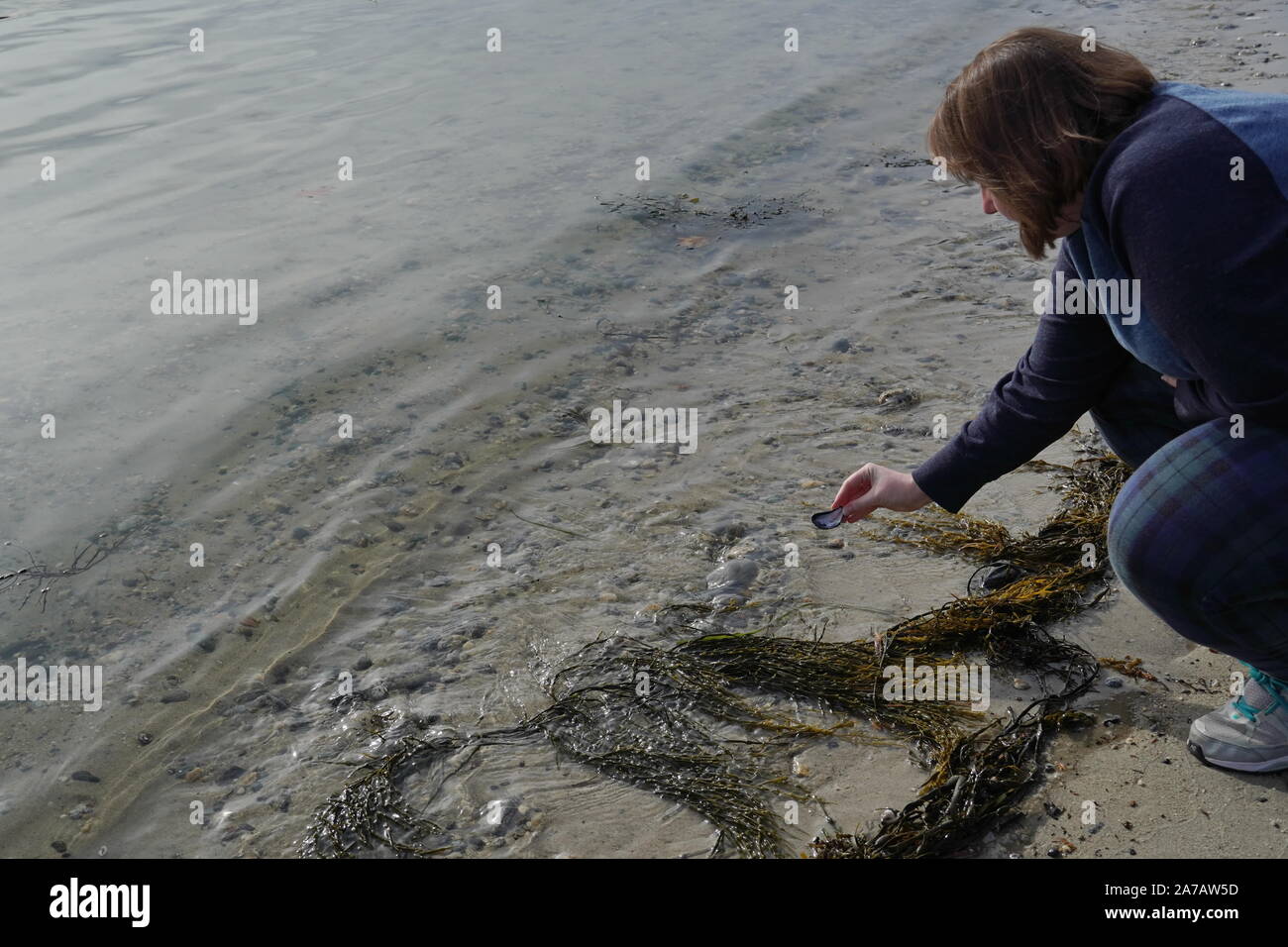 Boothbay, ME / USA - 20 octobre 2019 : Caucasian woman examine une coquille de moules lavées sur la plage port Banque D'Images