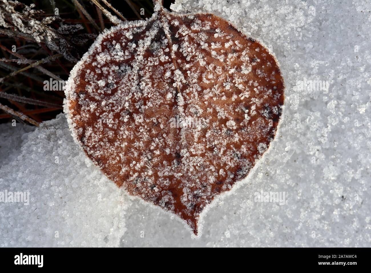 Montrant Macro givre sur une feuille brune au début de l'hiver, entouré de neige et de matière végétale. Banque D'Images