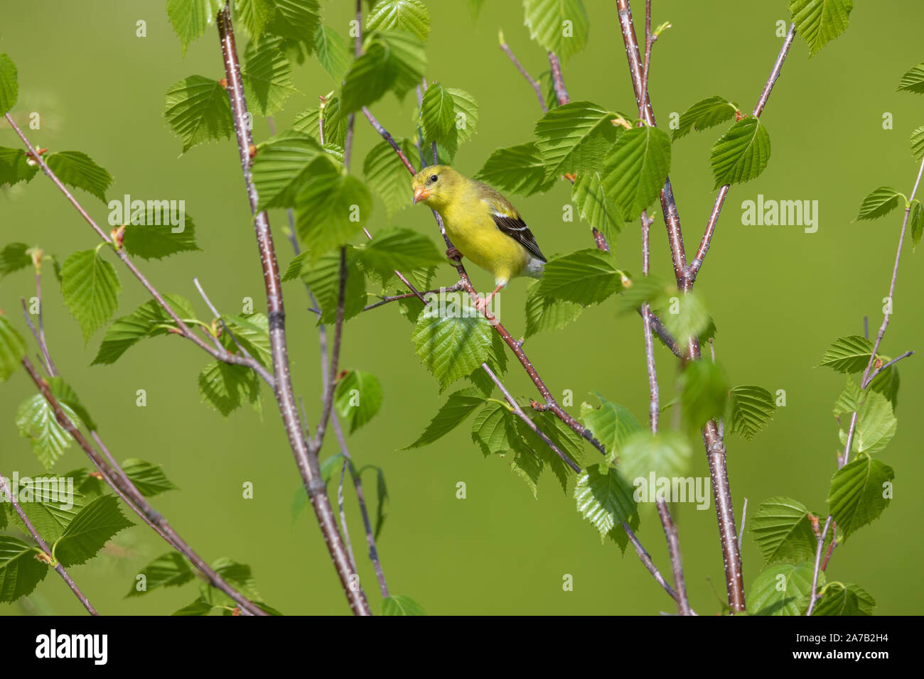 Chardonneret jaune - femelle perchée dans un aulne rugueux dans le nord du Wisconsin. Banque D'Images