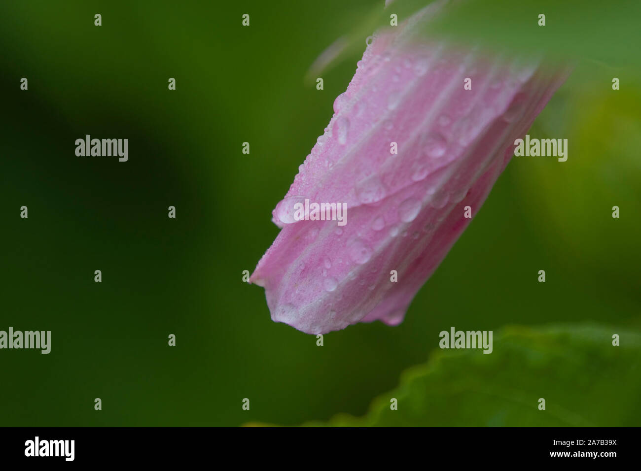 Dans Juif Jersey, dans les Prairies, de l'autre côté de la rivière Hudson à partir de PARIS, le marais mauve Rose pousse en abondance. Banque D'Images