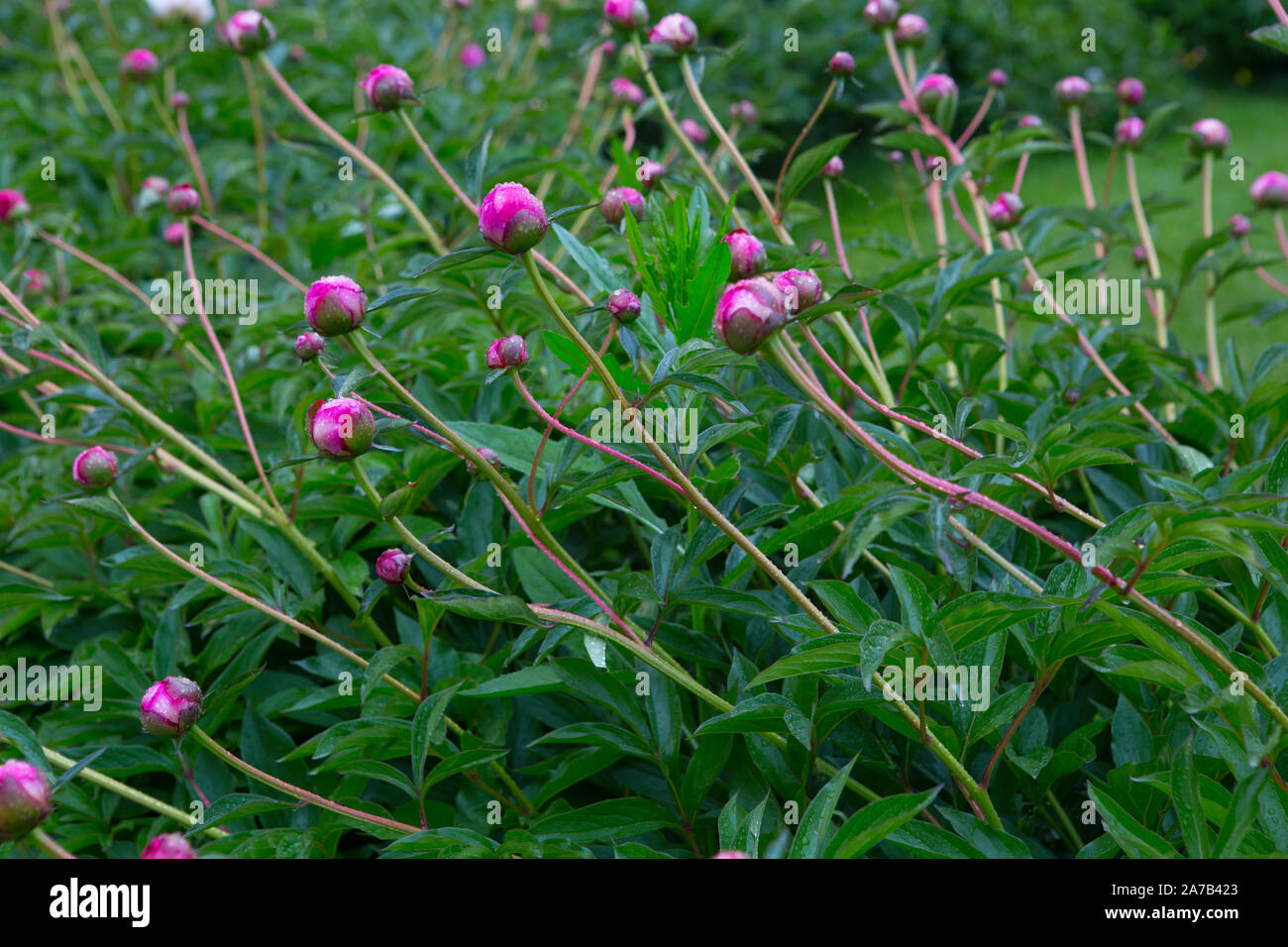 Bourgeons pivoine après la pluie Banque D'Images