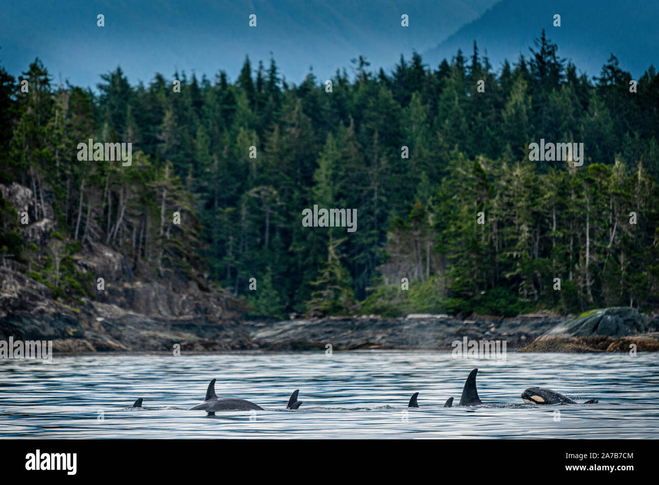 Biggs (épaulards migrateurs) orques dans Weynton Passage, l'île de Vancouver, le territoire des Premières Nations, de la Colombie-Britannique, Canada. Banque D'Images