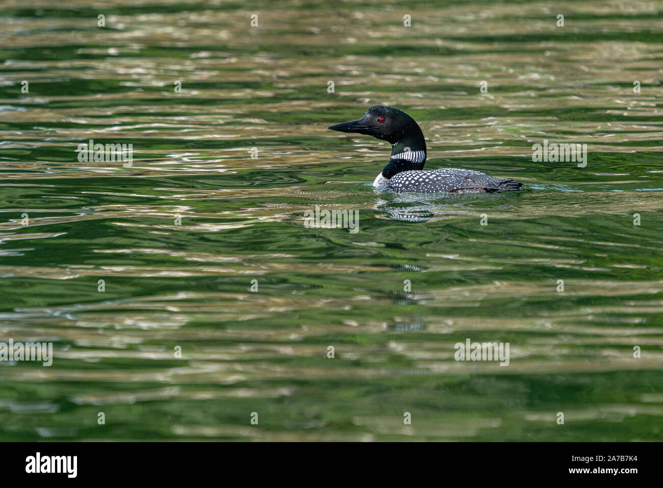 Oiseau de Loon flottant le long de Knight Inlet, territoire des Premières nations, Colombie-Britannique, Canada. Banque D'Images