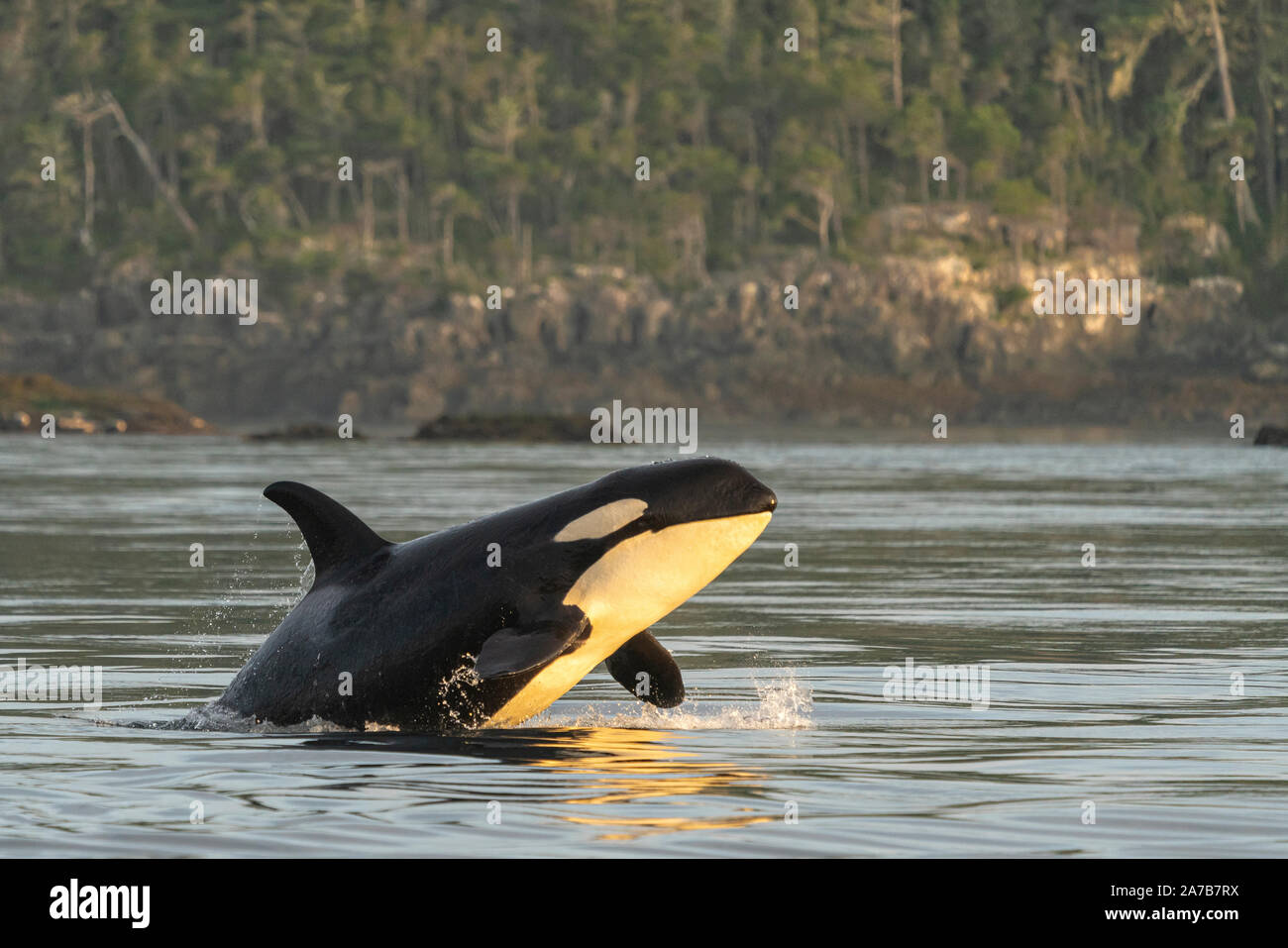 Résident du nord épaulard (Orcinus orca) violer près de Pearse îles au large de Telegraph Cove, l'île de Vancouver, le territoire des Premières Nations, en Col Banque D'Images