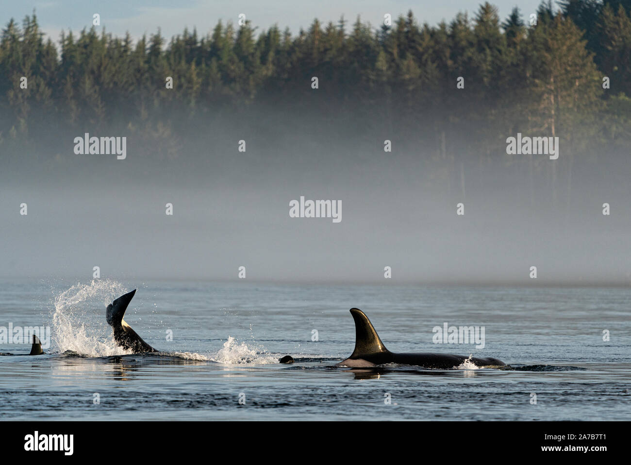 Résident du nord épaulard (Orcinus orca) playingnear Pearse îles au large de Telegraph Cove, l'île de Vancouver, le territoire des Premières Nations, British Columb Banque D'Images