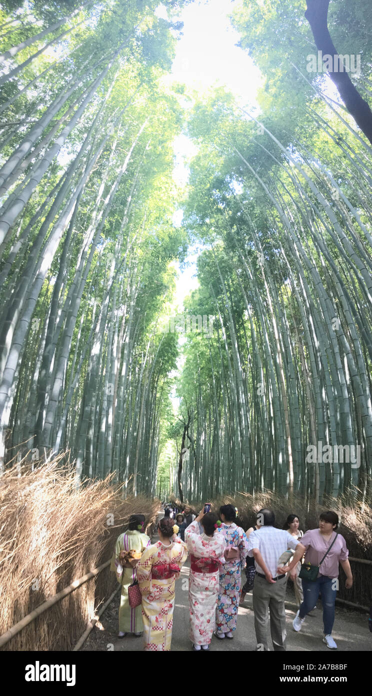 Une vue de l'arrière d'un groupe de femmes portant des kimonos dans la forêt de bambous dans Ukyo-Ku Kyoto-Shi Sagaogurayama Tabuchiyamacho, -, le Japon Banque D'Images