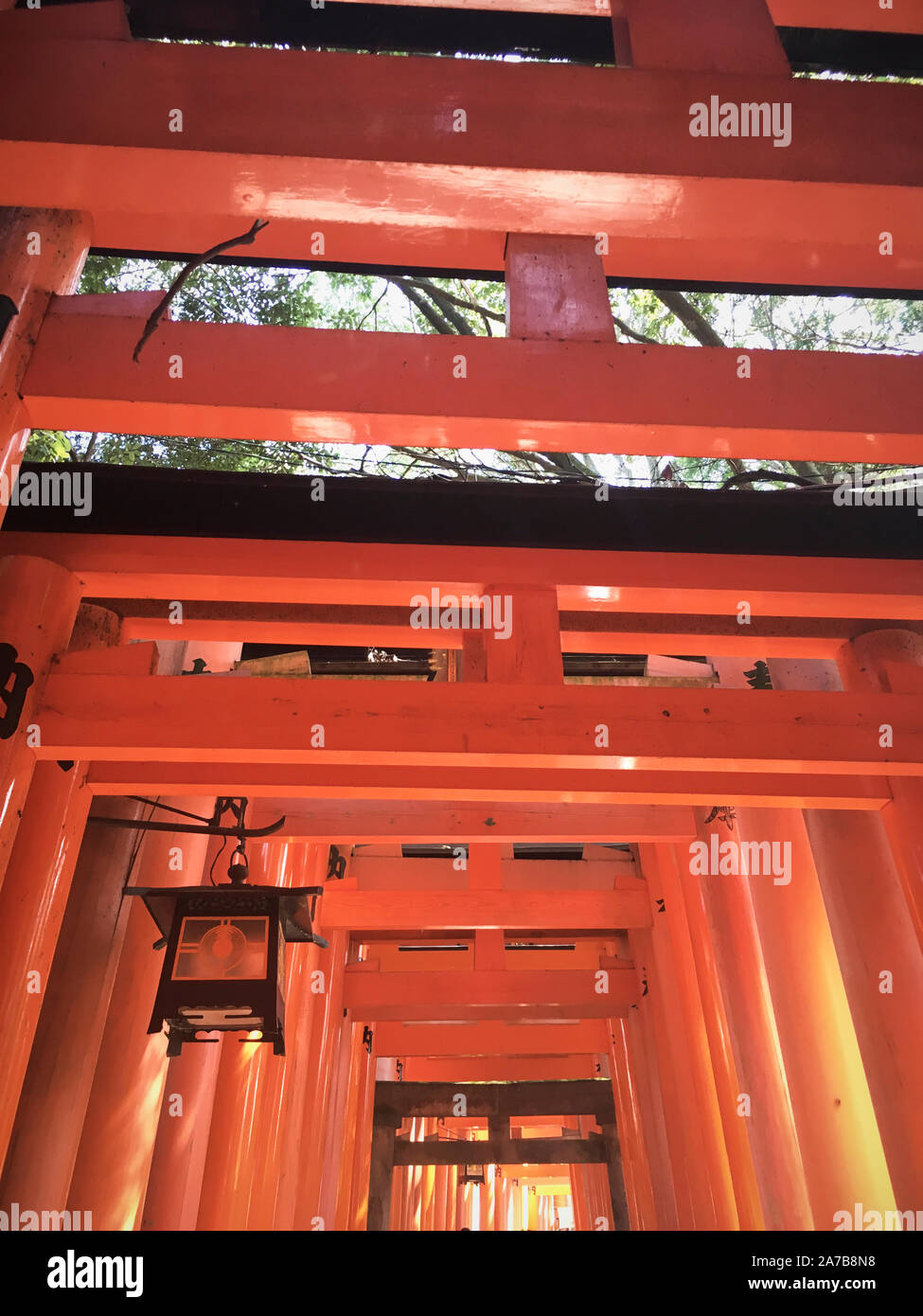 Le torii portes de Fushimi Inari Taisha, le Japon. Fushimi Inari-taisha (伏見稲荷大社) est le chef de culte des kami Inari, situé à Fushimi-ku, Kyoto. Banque D'Images