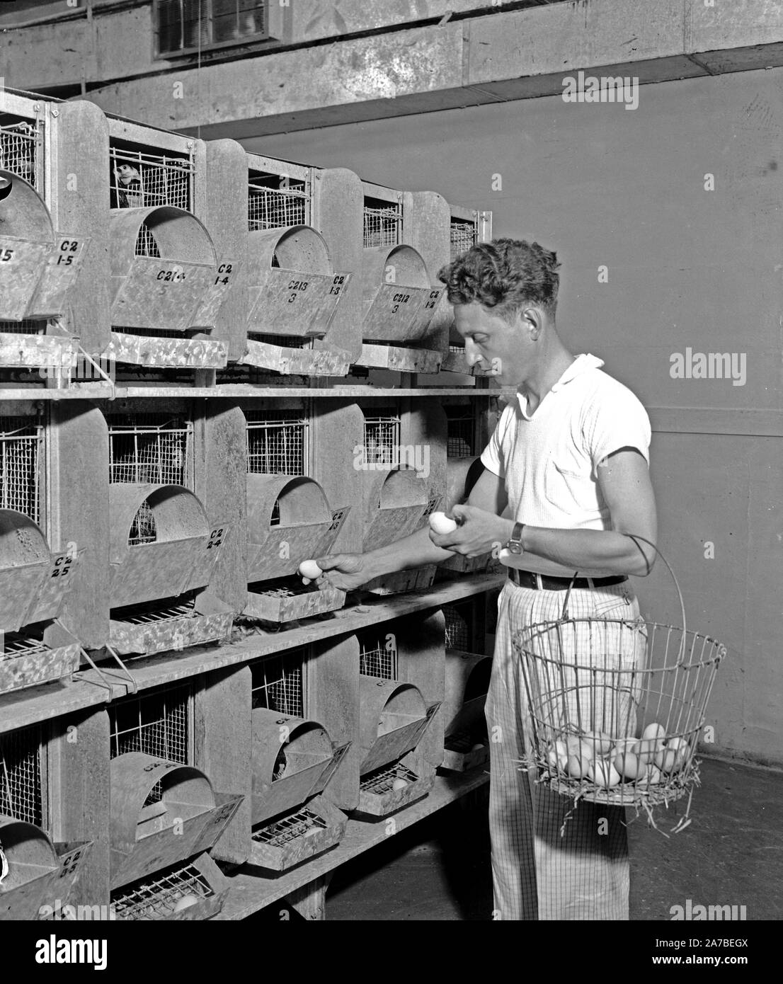 Un expert de la volaille Oeufs supprime d'une goulotte automatique dans un poulailler ca. 1938 Banque D'Images