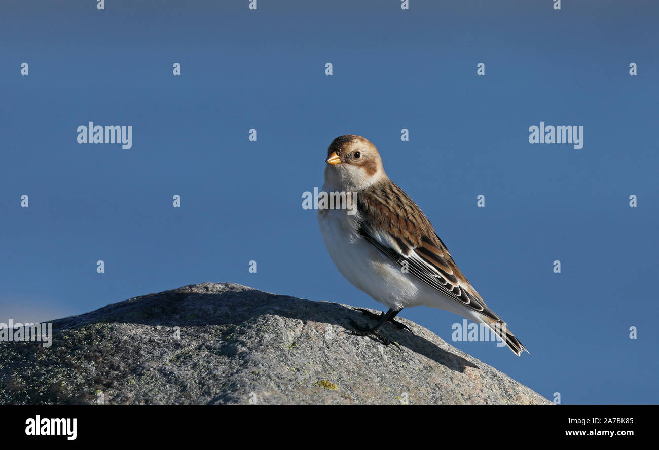 Coulis de neige (Plectrophenax nivalis) debout sur la roche Banque D'Images