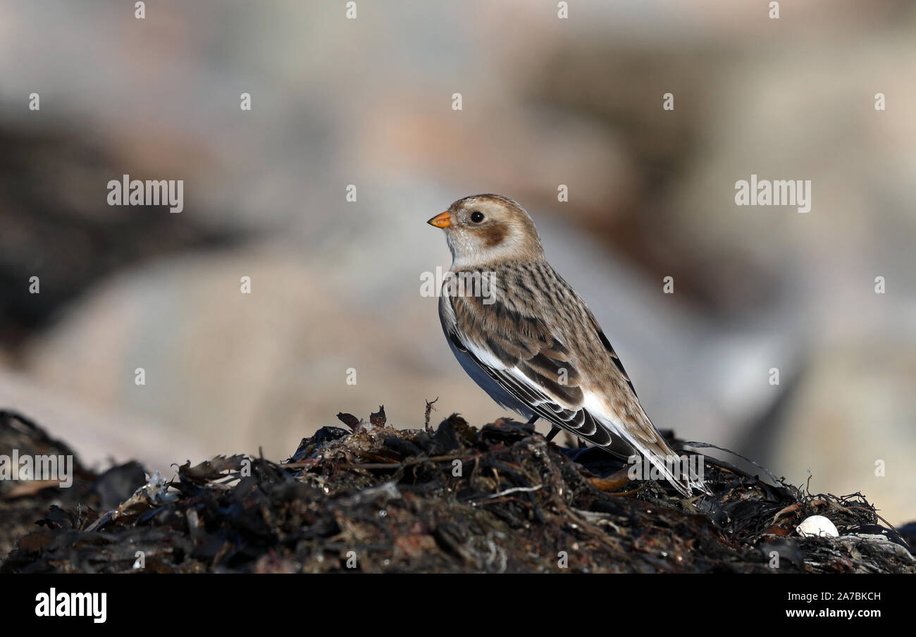 Déneigement (Plectrophenax nivalis) debout sur le porte-vessie Banque D'Images