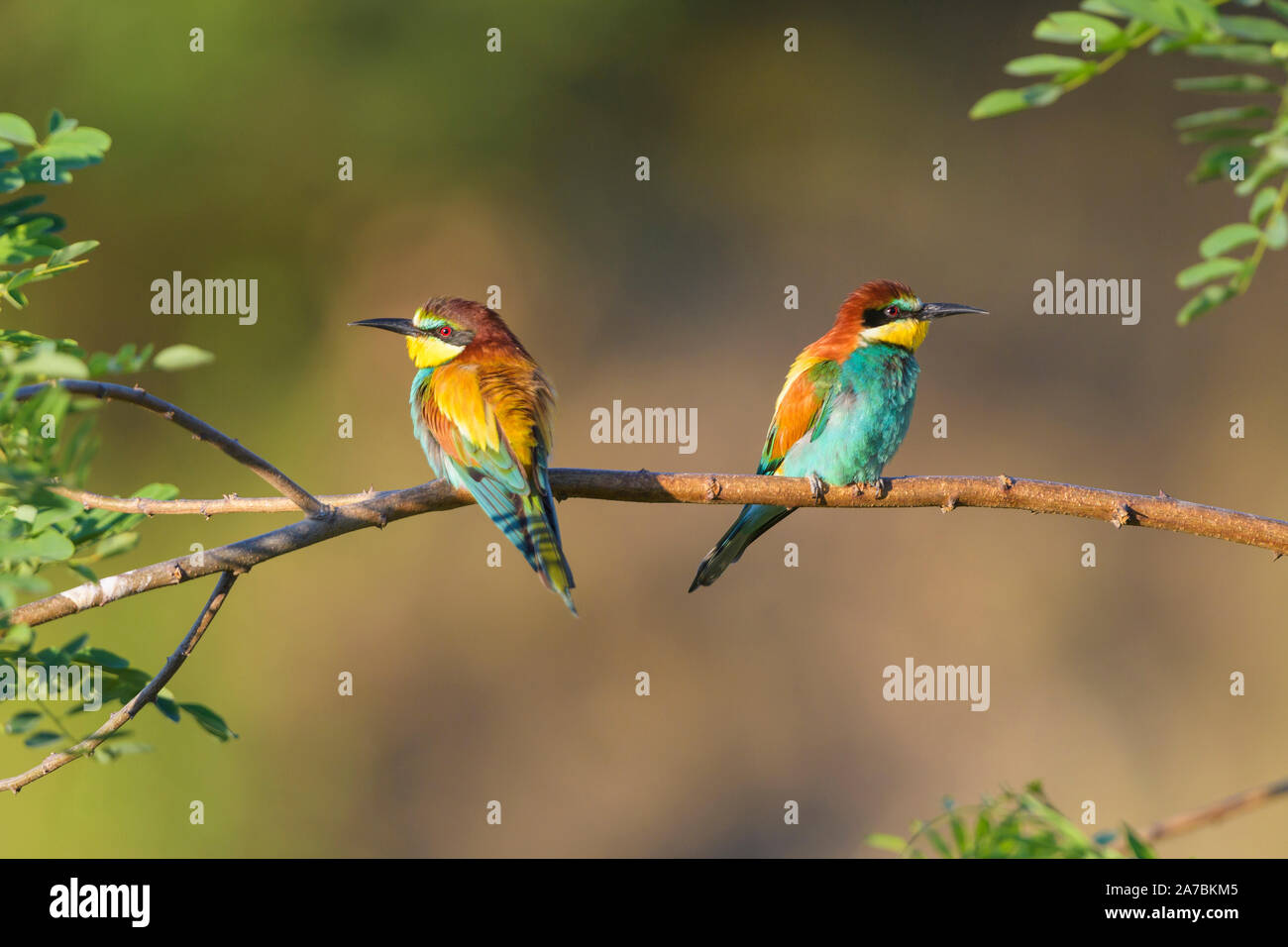 Guêpier d'Europe Merops apiaster, Eater Banque D'Images