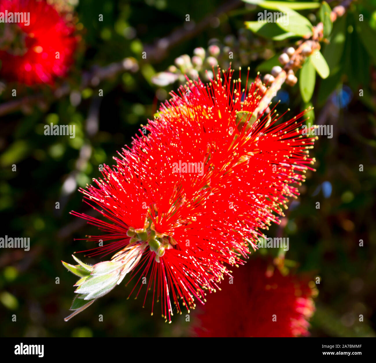 Fleurs Rouges Picots Australie L'Ouest spectaculaire brillant rouge fleurs sauvages australiens ...