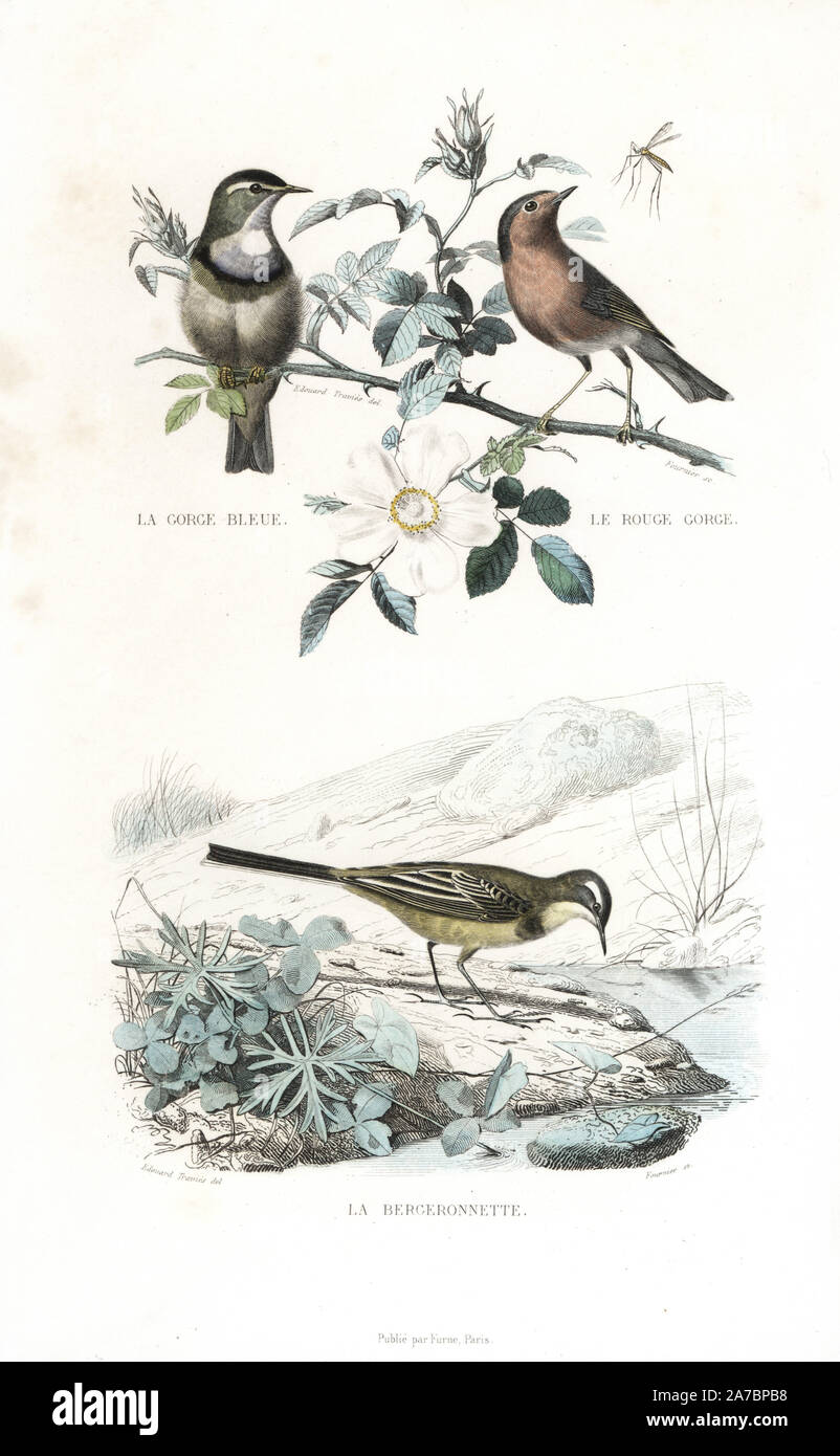 Gorgebleue à miroir, Luscinia svecica, et européennes, robin Erithacus rubecula aux abords d'un chien rose, rosa canina, et l'ouest de la bergeronnette printanière, Motacilla flava. Gravure coloriée sur acier par Fournier d'après un dessin de Edouard Travies de Richard's 'Nouvelle édition des oeuvres complètes de Buffon,' Pourrat Frères, Paris, 1837. Banque D'Images