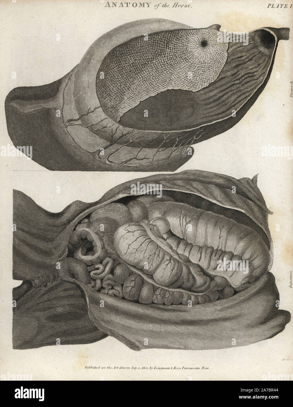 Anatomie du cheval : l'estomac et l'intestin. La gravure sur cuivre par Scott, d' Abraham Rees Cyclopaedia ou Dictionnaire Universel des Sciences, des arts et de la littérature, Longman, Hurst, Rees, Orme et Brown, Londres, 1820. Banque D'Images