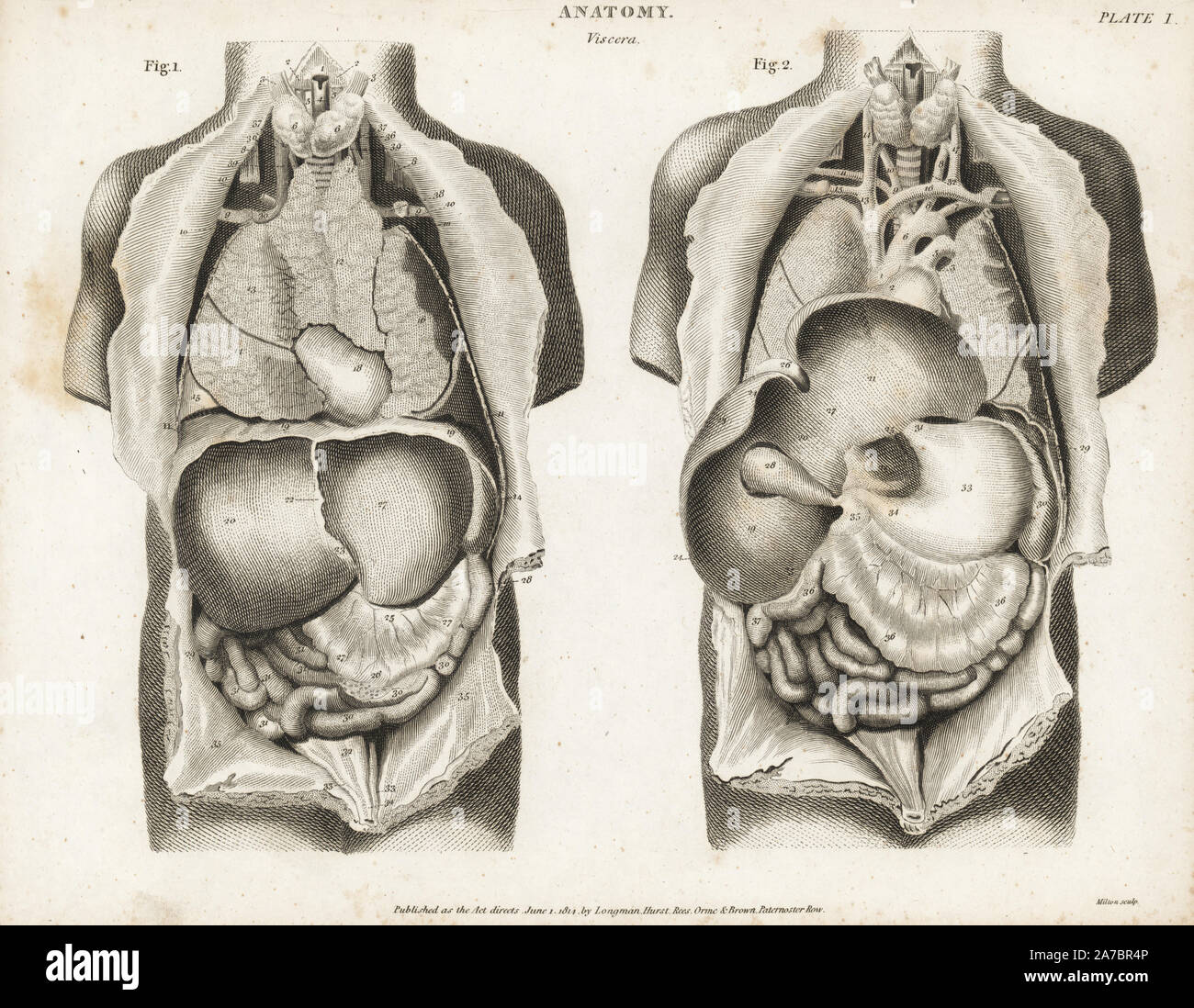 Des droits de l'anatomie des organes internes de l'arrière montrant l'estomac, foie, intestin, vésicule biliaire, etc. la gravure sur cuivre par Milton d'Abraham Rees' Cyclopedia ou Dictionnaire Universel des Sciences, des arts et de la littérature, Longman, Hurst, Rees, Orme et Brown, Londres, 1820. Banque D'Images