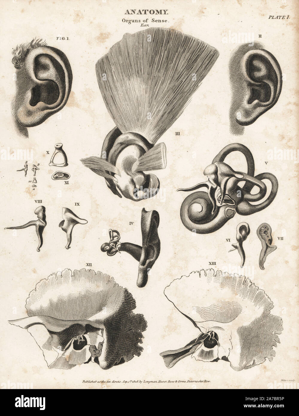 Anatomie de l'oreille oreille montrant des volets, enclume, étrier, cochlée, d'Eustache et les pièces internes. La gravure sur cuivre par Milton d'Abraham Rees' Cyclopedia ou Dictionnaire Universel des Sciences, des arts et de la littérature, Longman, Hurst, Rees, Orme et Brown, Londres, 1820. Banque D'Images
