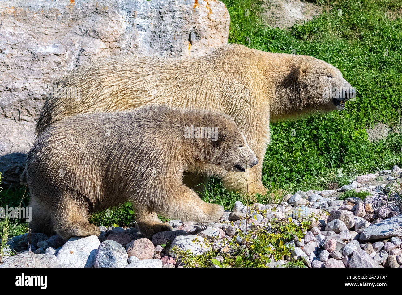 Les Jeunes De L Ours Blanc Au Canada Marche Bebe Ours Portrait Photo Stock Alamy