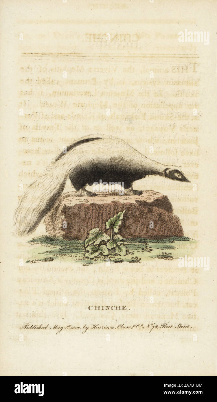 La mouffette rayée, Mephitis mephitis. (Chinche) Illustration copiée de Comte de Buffon. Coloriée à la gravure sur cuivre à partir de 'Le Naturalist's Pocket Magazine," Harrison, Londres, 1800. Banque D'Images