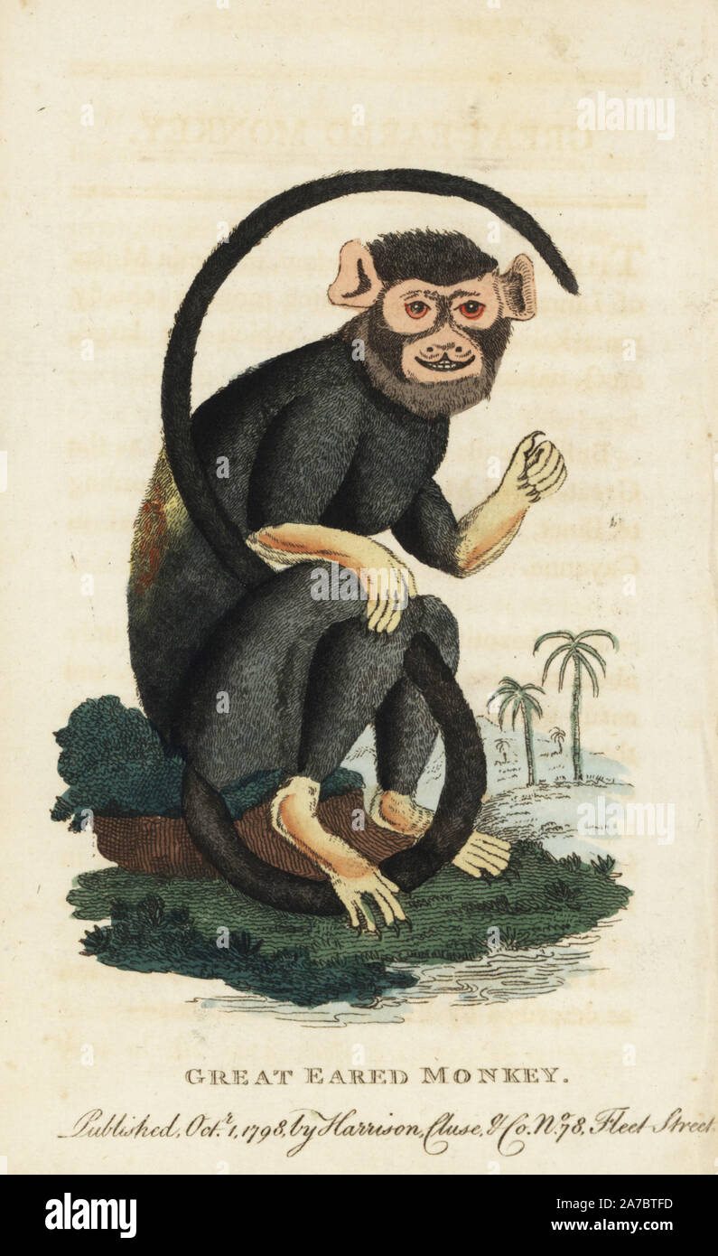 La main dans le tamarin, Saguinus midas. (Grand singe hibou, Simia midas) Illustration copiée de George Edwards' la figure du petit singe noir. Coloriée à la gravure sur cuivre à partir de 'Le Naturalist's Pocket Magazine," Harrison, Londres, 1798. Banque D'Images