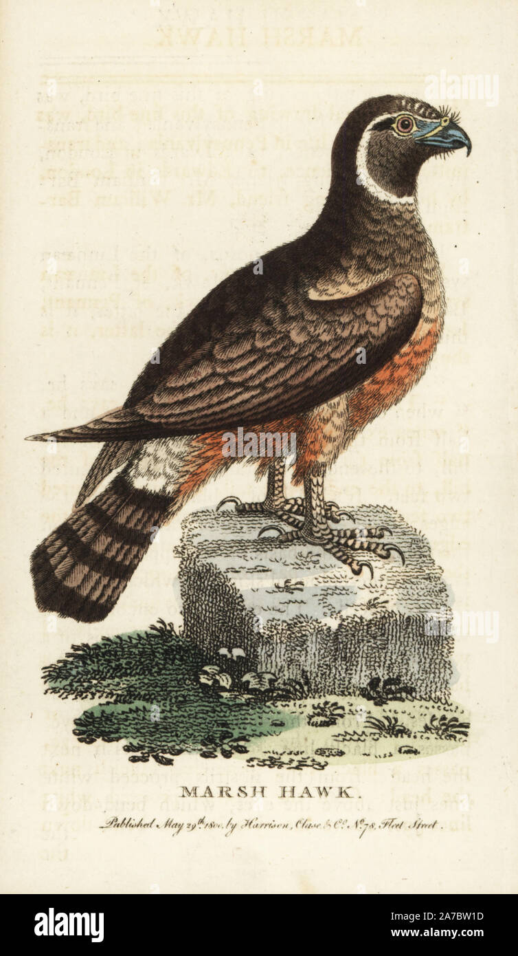 Le Nord ou Busard Saint-Martin Circus cyaneus,. (Marsh hawk, Falco uliginosus). Illustration copiée de George Edwards basé sur un dessin original de William Bartram. Coloriée à la gravure sur cuivre à partir de 'Le Naturalist's Pocket Magazine," Harrison, Londres, 1800. Banque D'Images