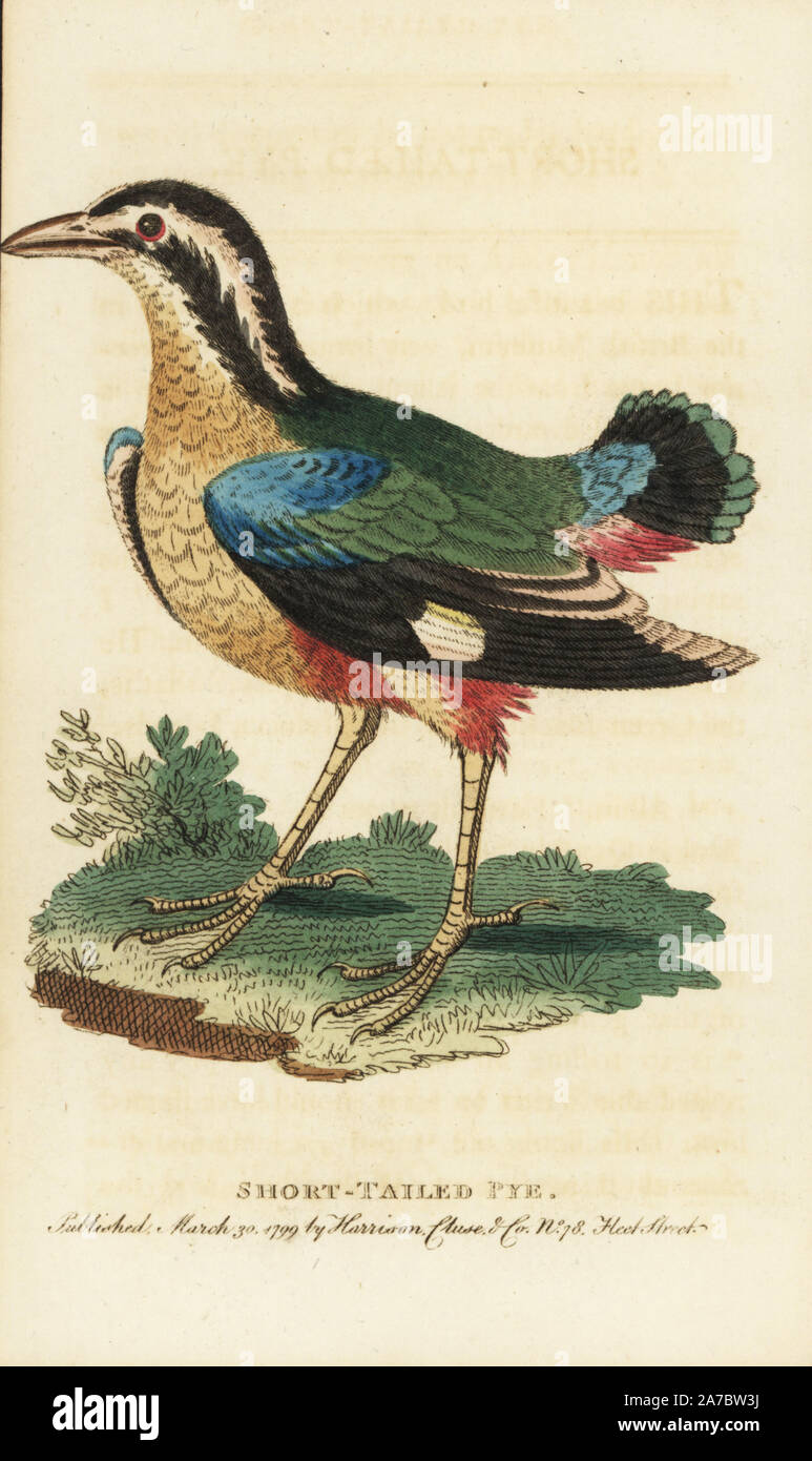 Pitta Pitta, oiseau indien. brachyuran Queue courte (Pye, Corvus brachyurus) Illustration copiée de George Edwards. Coloriée à la gravure sur cuivre à partir de 'Le Naturalist's Pocket Magazine," Harrison, Londres, 1799. Banque D'Images