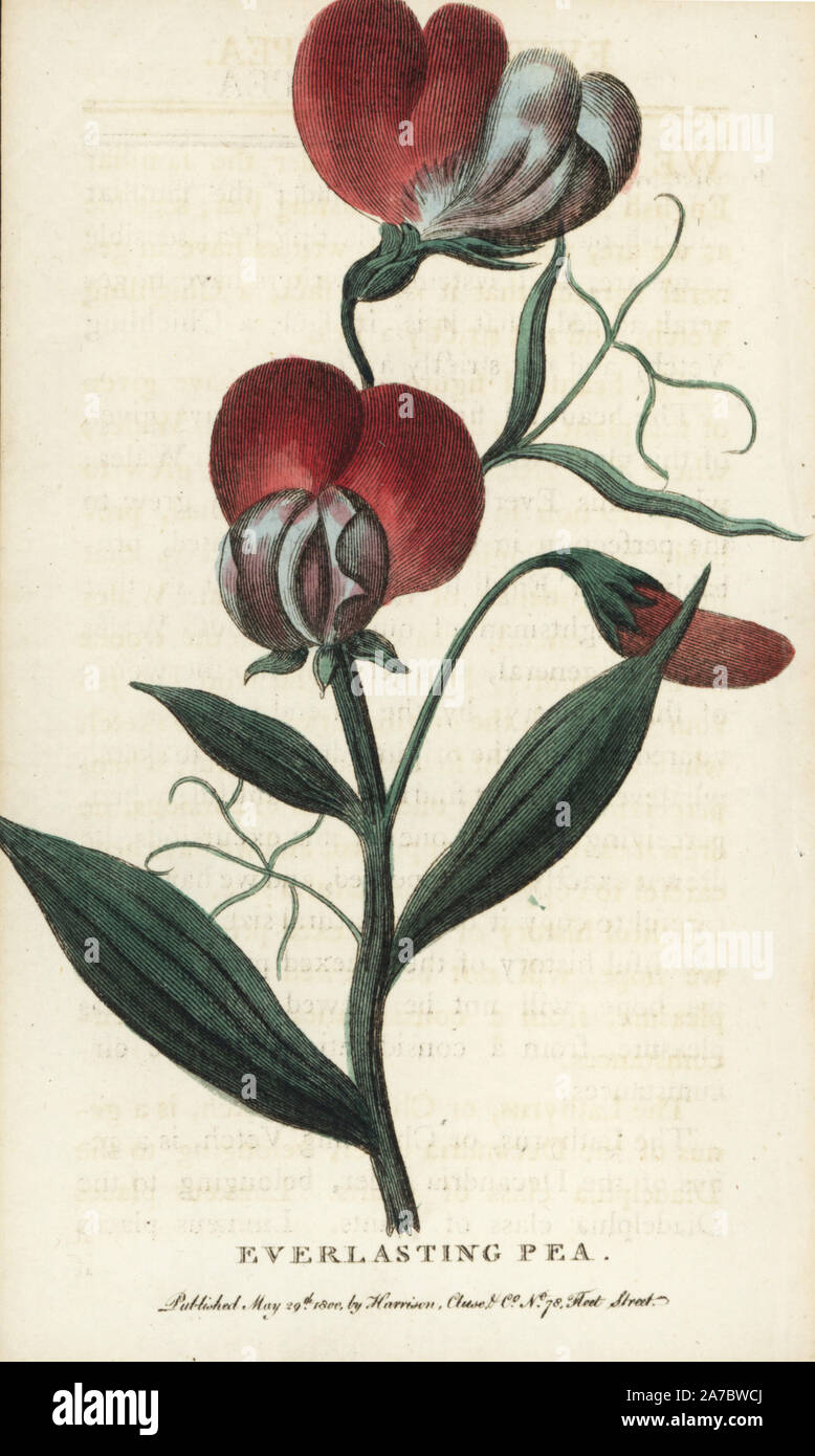 Pois éternelle, Lathyrus latifolia. Coloriée à la gravure sur cuivre à partir de 'Le Naturalist's Pocket Magazine," Harrison, Londres, 1800. Banque D'Images