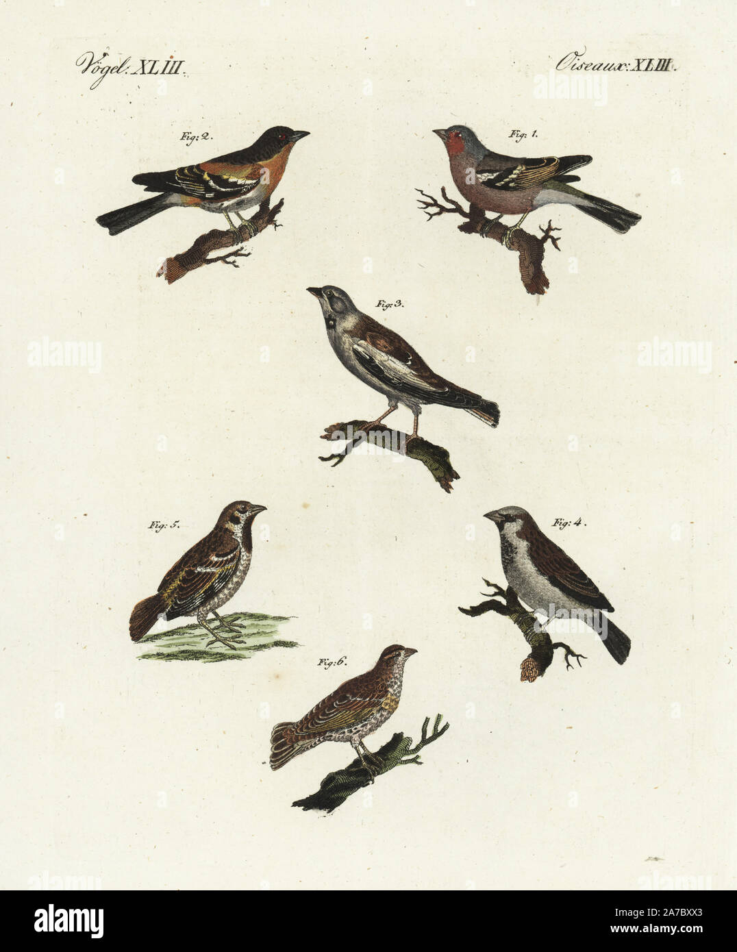 Chaffinch Fringilla coelebs, 1, pinson, F. montifringilla 2, white-winged snowfinch Montifringilla nivalis, 3, le moineau domestique, F. domestica 4, Tree Sparrow, Passer montanus 5, et rock Petronia petronia moineau, 6. Coloriée à la gravure sur cuivre de Bertuch's 'Bilderbuch fur Kinder" (Livre d'images pour les enfants), Weimar, 1798. Johann Friedrich Bertuch (1747-1822) était un éditeur allemand et l'homme des arts le plus célèbre pour son encyclopédie 12 volumes pour les enfants illustrés de 1 200 plaques gravées sur l'histoire naturelle, de la science, le costume, la mythologie, etc., publiés à partir de 1790-1830. Banque D'Images
