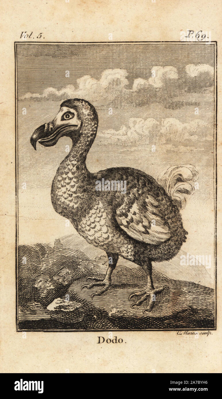 Raphus cucullatus, Dodo, oiseau disparu. La gravure sur cuivre par Elias Martin de Oliver Goldsmith a une histoire de la Terre et Nature, Millar, Londres, 1791. Banque D'Images