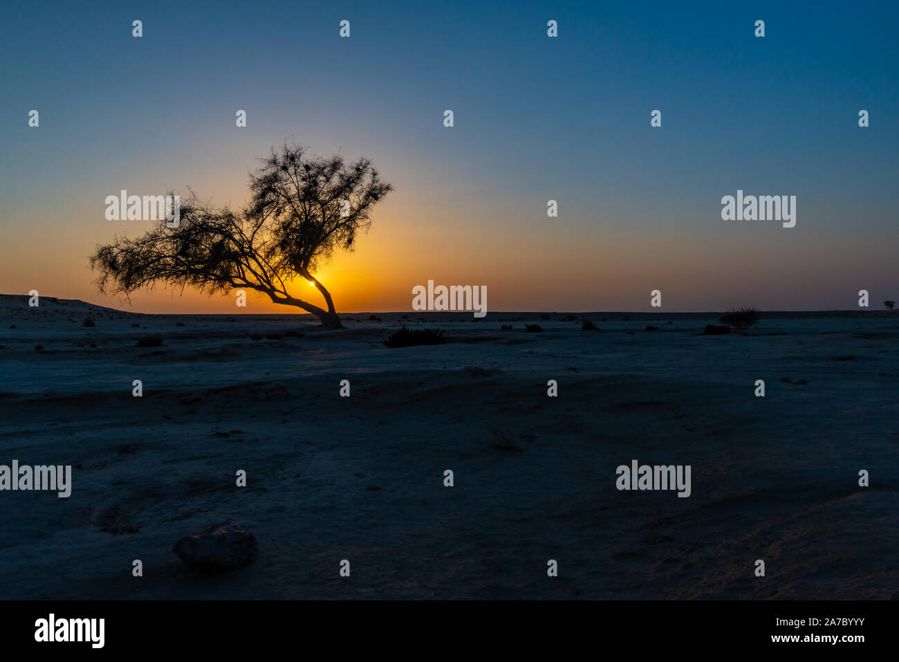 Un arbre Ghaf au coucher du soleil dans le désert du Qatar avec soleil juste derrière l'arbre Banque D'Images