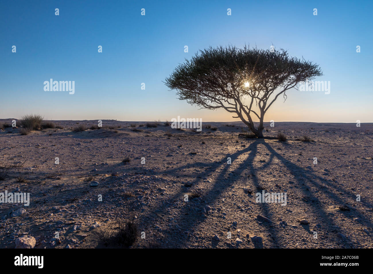 Un Acacia au coucher du soleil dans le désert du Qatar prendre une grande ombre sur le sol aride de gravier Banque D'Images