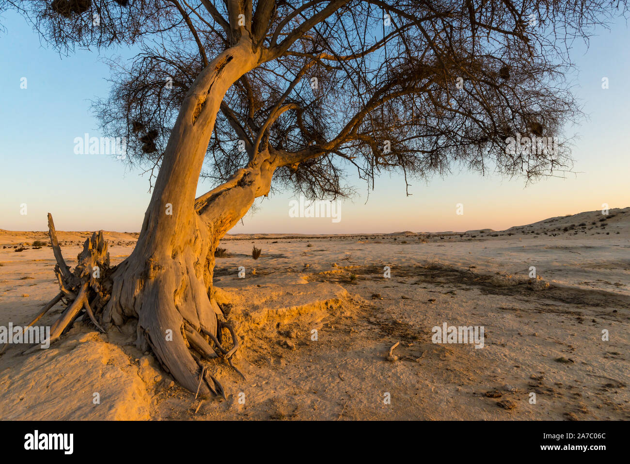 Libre d'un arbre Ghaf au coucher du soleil dans le désert du Qatar avec l'écorce de couleur d'or et de gravier Banque D'Images