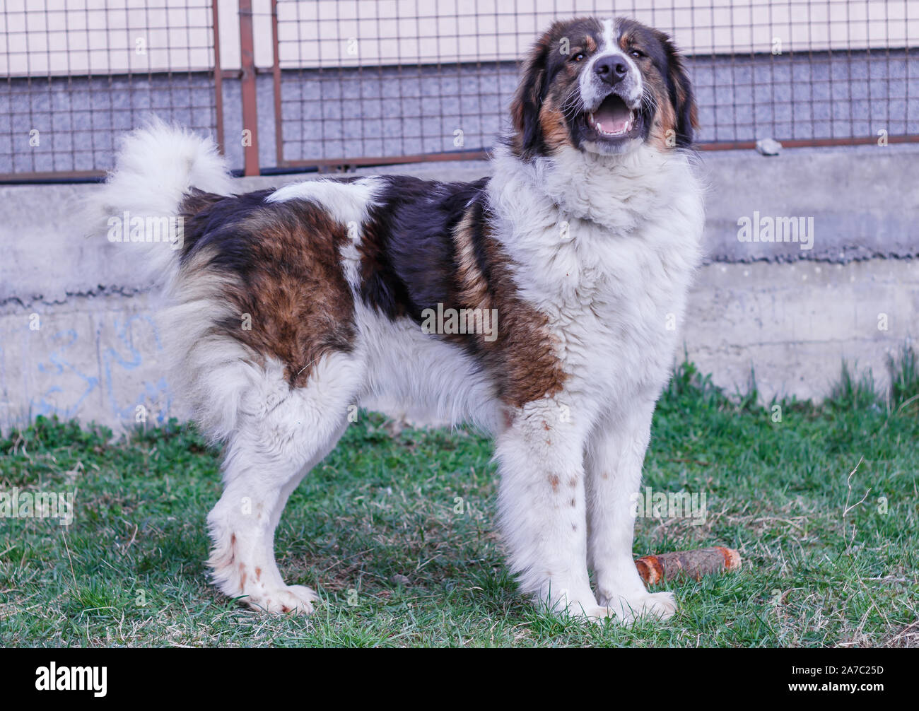 Tornjak de montagne Vlasic, chien de protection du troupeau en montagne Vlasic Banque D'Images Tornjak de montagne Vlasic, chien de protection du troupeau en montagne Vlasic Banque D'Images