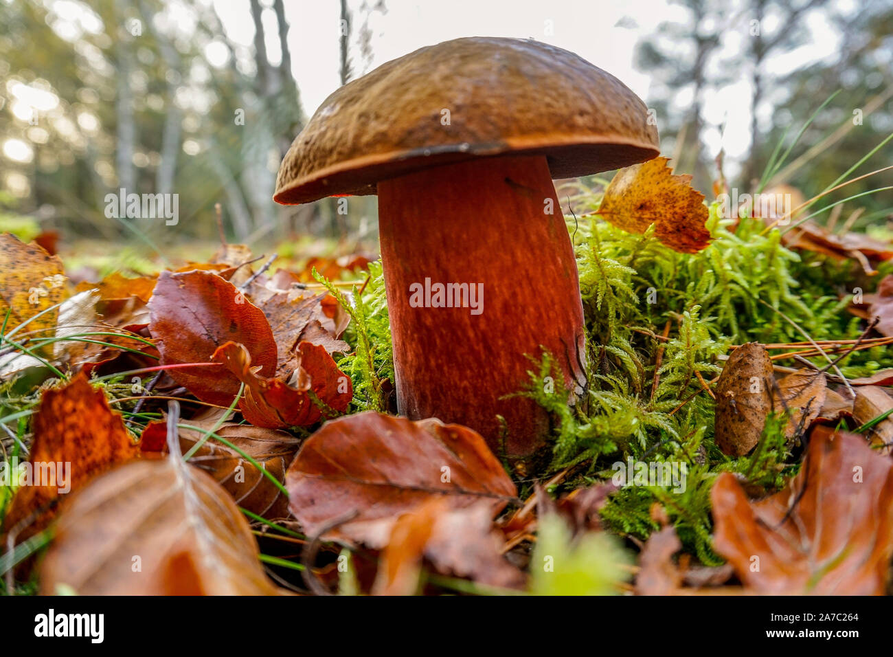 Toadstool Satan's pipe ou même dans la forêt de champignons sataniques Banque D'Images