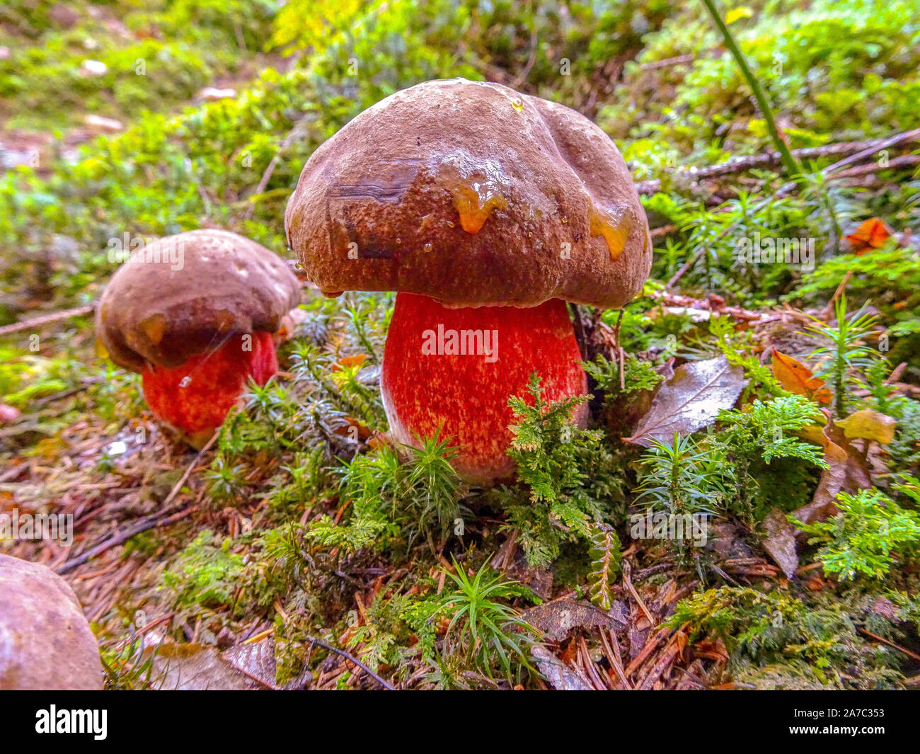 Toadstool Satan's pipe ou même dans la forêt de champignons sataniques Banque D'Images