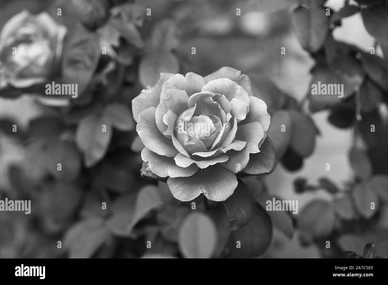 Rose Noir et Blanc Banque D'Images