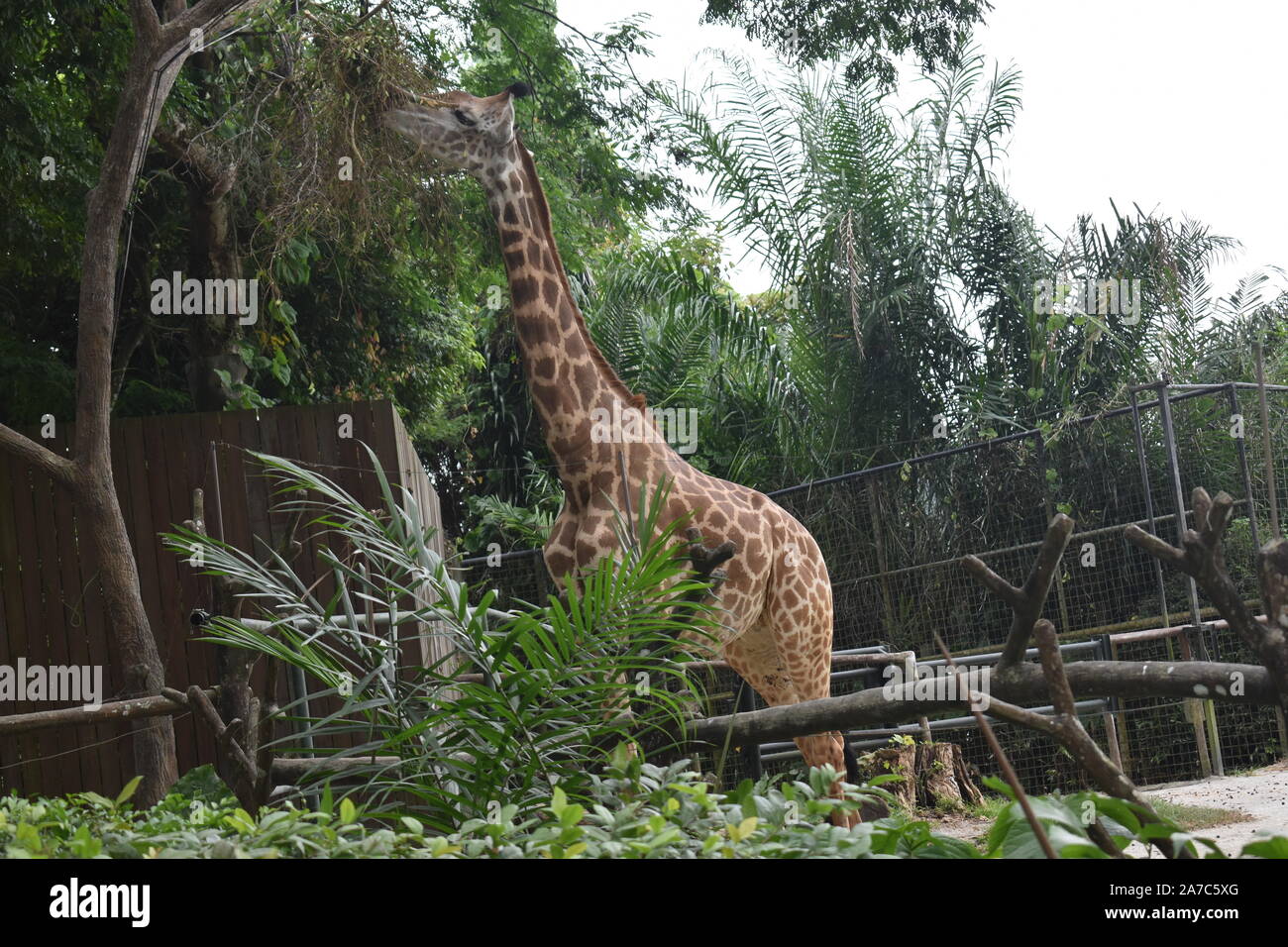 Girafe mange de l'herbe dans la forêt Banque D'Images