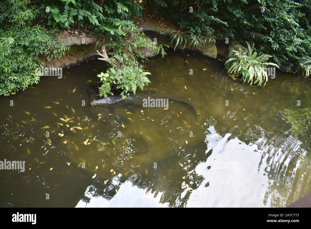 Zoo de Singapour, Singapour/Asie- 13 août, 2019 : trois en forme humaine statue debout dans la forêt Banque D'Images