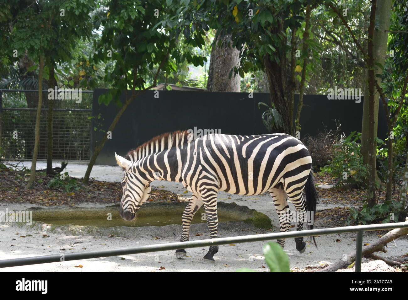 Bandes noires et blanches dans le zoo marche zebra Banque D'Images