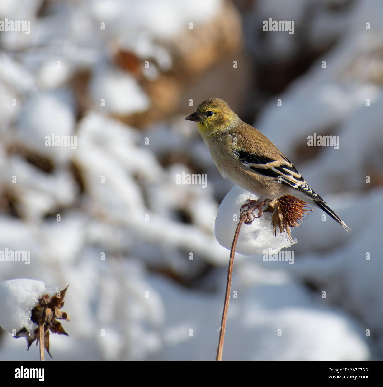 Tangara à tête reposant sur une branche, se nourrissant de graines, par une journée d'hiver Banque D'Images