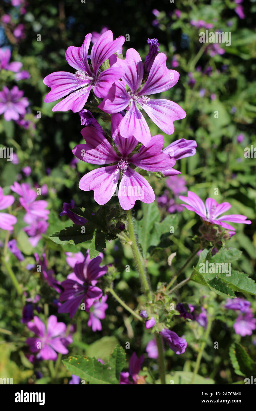 Malva neglecta ou fleur mauve commune Banque D'Images