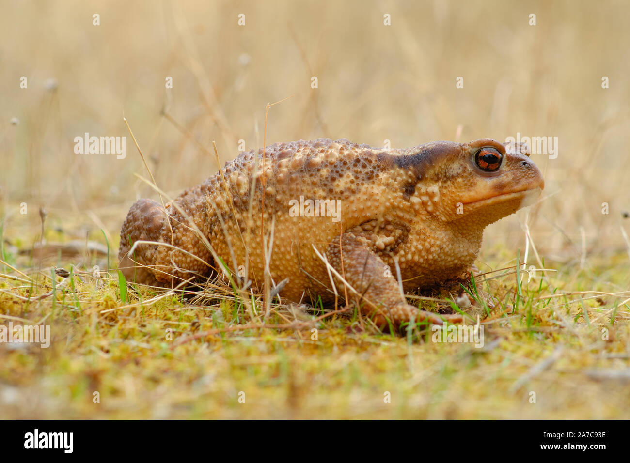 Crapaud commun européen, la couleur de fond de la faune Animaux Banque D'Images