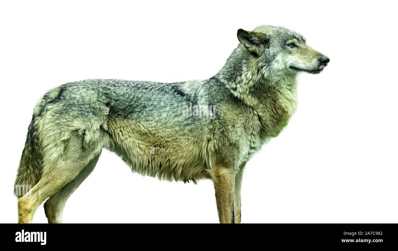 Wolf. Plus isolé sur fond blanc Banque D'Images
