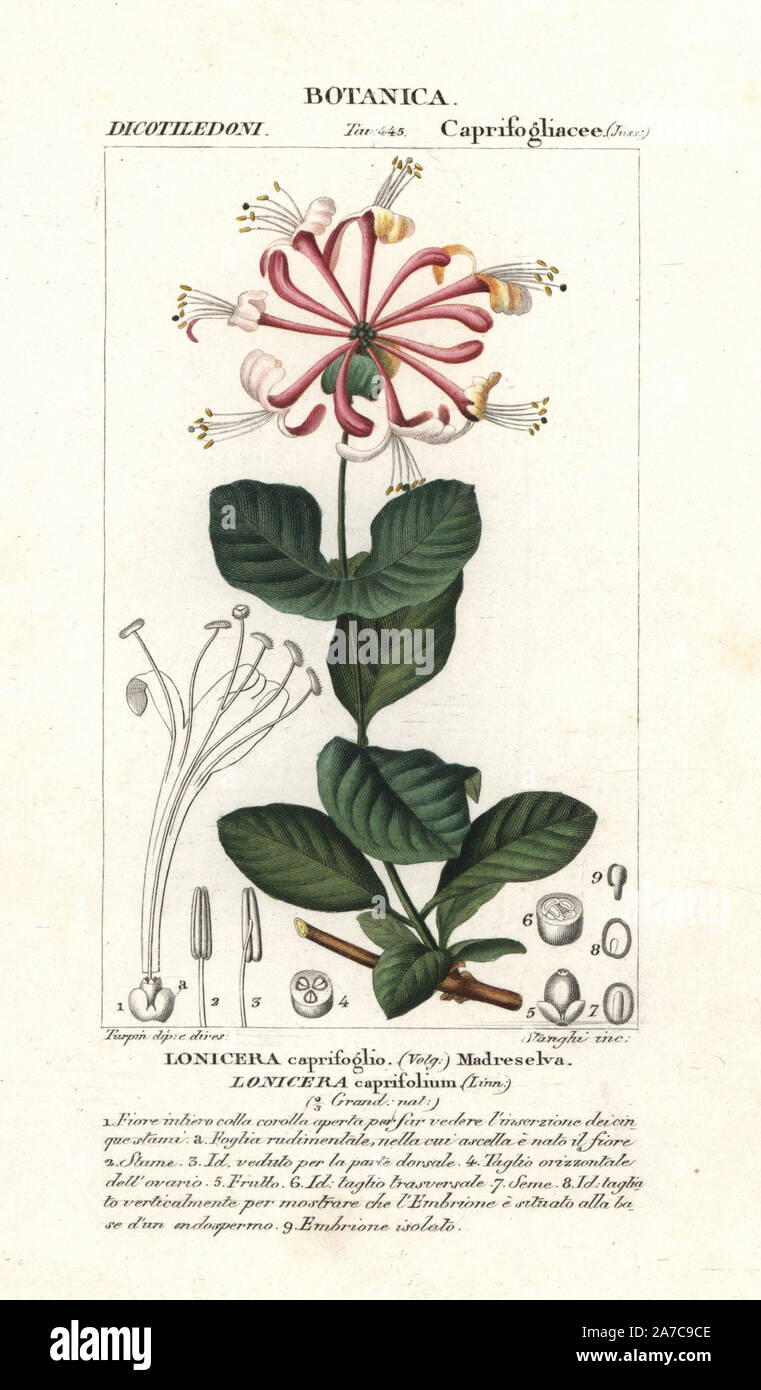 Feuilles de chèvre, chèvrefeuille lonicera caprifolium, originaire  d'Europe. Gravure sur cuivre coloriée à crépi de Jussieu's 'Dictionary of  Natural Science", Florence, Italie, 1837. Gravée par Stanghi, dessiné par  Pierre Jean François Turpin,