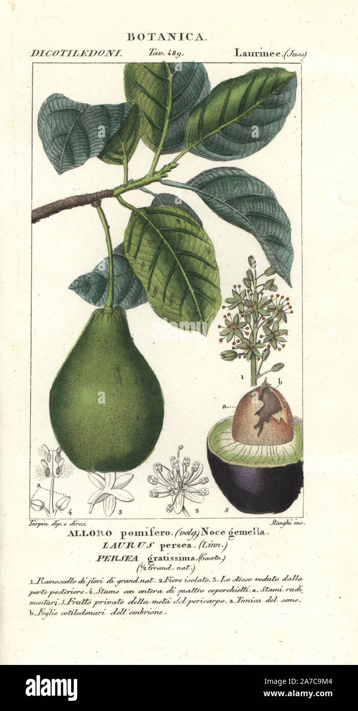 Poire d'avocat, Persea americana, originaire du centre du Mexique. Gravure sur cuivre coloriée à crépi de Jussieu's 'Dictionary of Natural Science", Florence, Italie, 1837. Gravée par Stanghi, dessiné par Pierre Jean François Turpin, et publié par Batelli e Figli. Turpin (1775-1840) est considéré comme l'un des plus grands illustrateurs botaniques français du 19e siècle. Banque D'Images