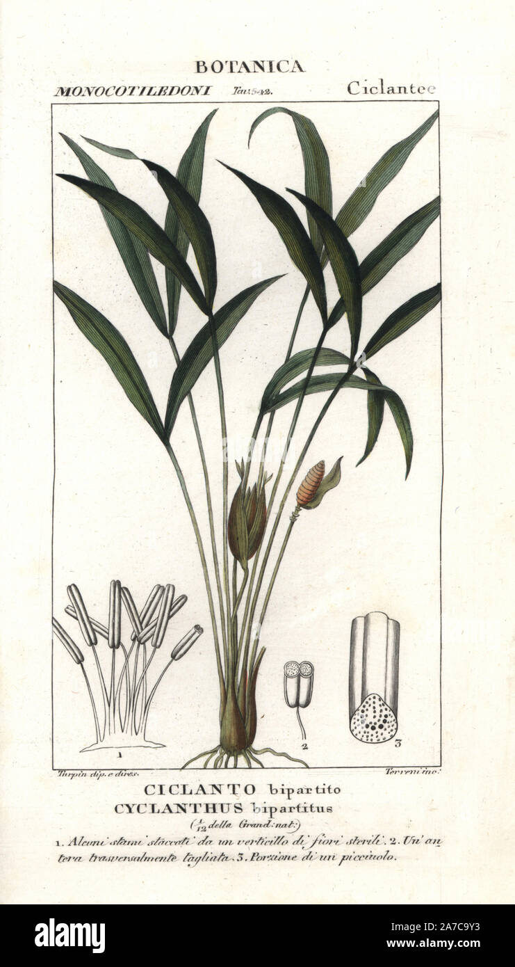 Cyclanthus bipartitus, palm-comme plante originaire d'Amérique centrale et du sud. Gravure sur cuivre coloriée à crépi de Jussieu's 'Dictionary of Natural Science", Florence, Italie, 1837. Gravée par Corsi, dessiné par Pierre Jean François Turpin, et publié par Batelli e Figli. Turpin (1775-1840) est considéré comme l'un des plus grands illustrateurs botaniques français du 19e siècle. Banque D'Images